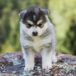 Beautiful POMSKY Puppies with incredible personalities