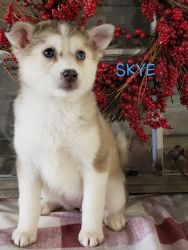 Pomsky Puppies Forsale