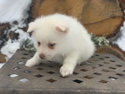 White Pomsky Male Puppy