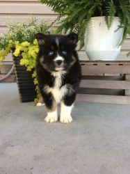 Pomsky Puppy Litters Available