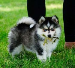 Adorable male and a female Pomsky puppies