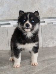 ADORABLE POMSKY PUPPIES