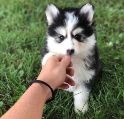 Awesome Pomsky puppies for new homes