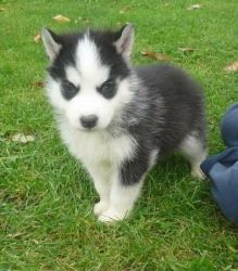 Little re homing fee required for Pomsky puppy.