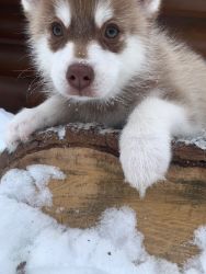 Male Pomsky Puppies For Sale