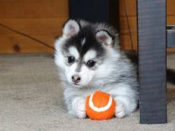 Pomsky Puppies. They are vaccinated and dewormed. Males and females av