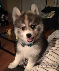 cute Pomsky puppies. Need good home