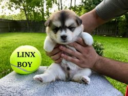 Pomsky Puppies Available (xxx) xxx-xxx3