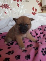 Lovely Pomsky Puppies For Adoption