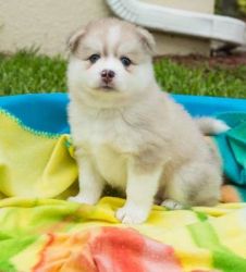 Registered Pomsky Puppies for Adoption