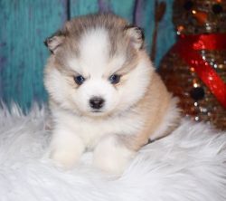 Heart Pomsky Puppies Now Ready for their new homes