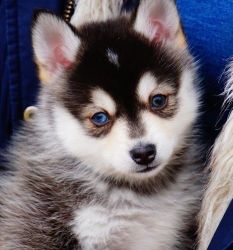 Lovely Pomsky puppies Seeking Re Home