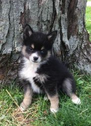 Stunning Pomsky puppies for sale.
