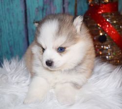 Lovely and Playful Blue eyes Pomsky Puppies