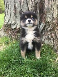 Gorgeous Male and Female Pomsky Puppies