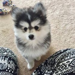 Adorable little puppies toy pomsky are looking for a new home