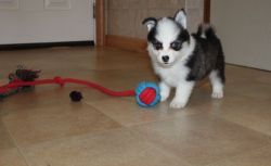 Male and Female Pomsky puppies are ready