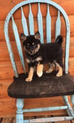 Top Home Trained Pomsky Puppies.