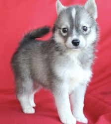 Absolutely beautiful Pomsky puppies for sale.