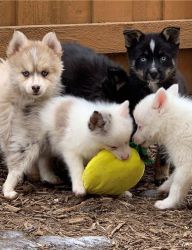 Beautiful Pomsky Puppies male and female CKC