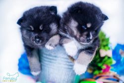 Fluffy and Adorable Pomsky Puppy Looking for his forever home