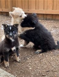 Gorgeous Pomsky Puppies Male and female