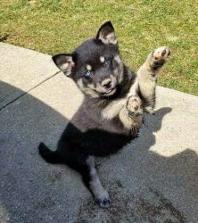 Healthy Pomsky Puppies For Sale.