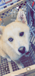 7 month old boy pomsky two different eyes
