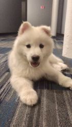 White Pomsky Puppy for sale/re-home