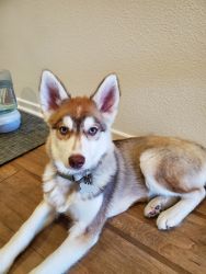 9 month year old pomsky