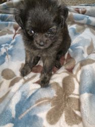 Pomchi puppies (two one boy one girl)