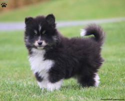 13 week old Pomsky puppies - Bo
