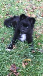 Pomsky puppy for sale 15 weeks