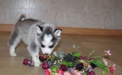 Well Socialized Pomsky Puppies For Sale.