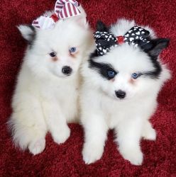 Super cute Pomsky puppies for Sale.