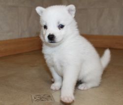 Potty Trained Pomsky puppies for new homes