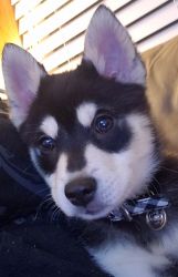 Purebred Pomsky Puppy & All He Needs Looking for a New Family
