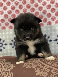Pomsky Puppy for Sale