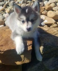 pomsky puppy little red female