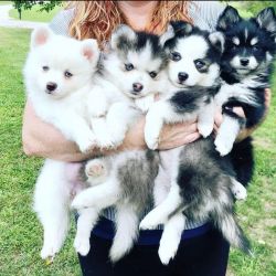 Pomsky pups with papers