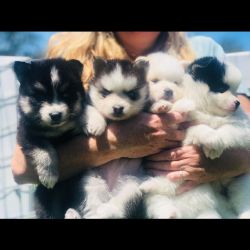 Gorgeous Pomsky and Huskies puppies available