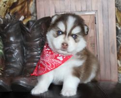 Pomskies Akc Reg. With Papers