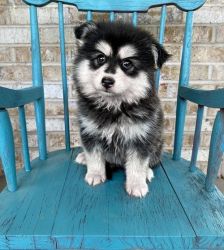 Home Companion Pomsky Puppies For Sale