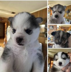 POMSKIES FOR SELL