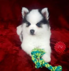 Pomksy puppies with great personalities