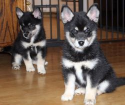 Beautiful Pomsky Puppies 13 weeks old.