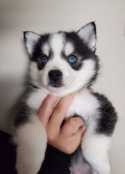 Pomsky puppies 9 weeks old 1 male black and white 1 female cream