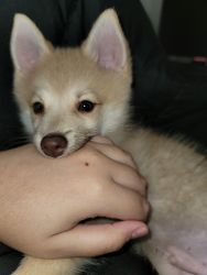 Pomsky Puppy 3 Months Cream with Green Eyes