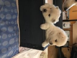 Get Beautiful male and Female Pomsky Puppies
