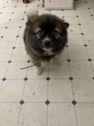 Pomsky with a great personality